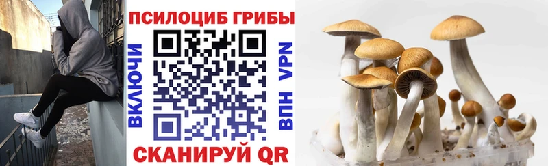 что такое   Шумиха  Псилоцибиновые грибы Psilocybe 